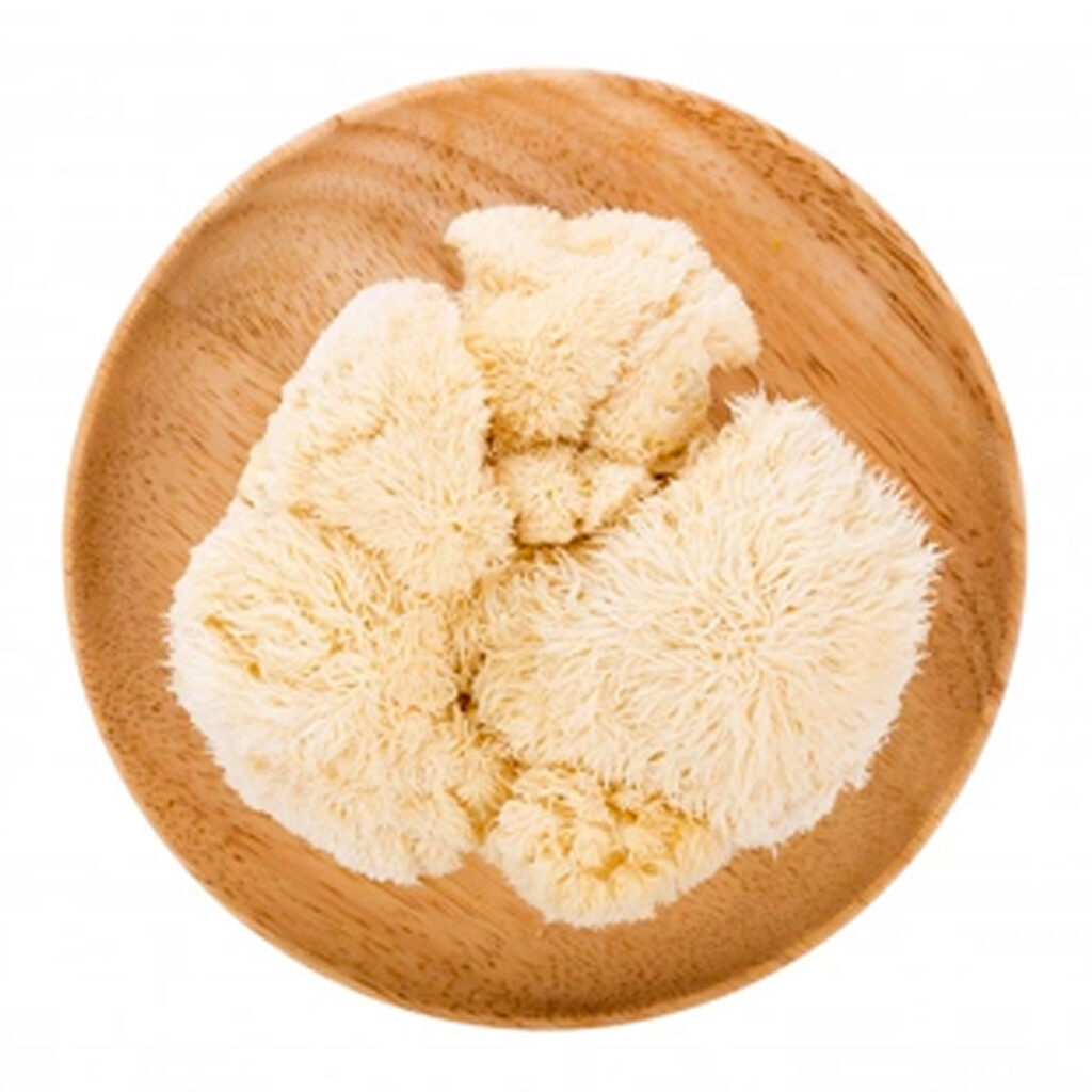 El hongo melena de león (Hericium erinaceus) está considerada como un prebiótico de origen natural, ya que posee un alto contenido de fibra.